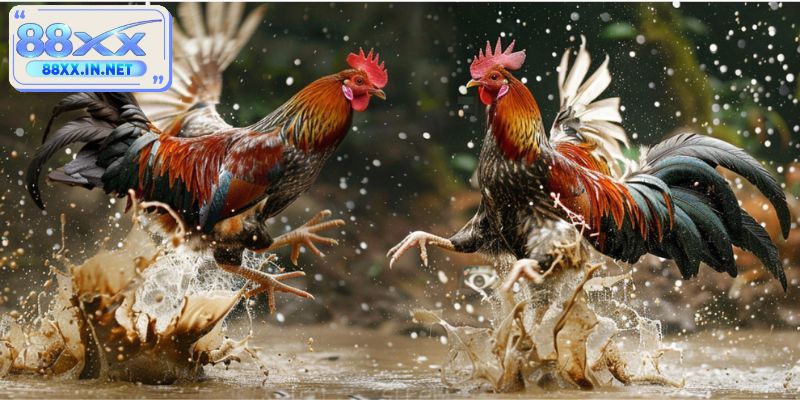 Tại sao bet thủ lại yêu thích hình thức đấu kê